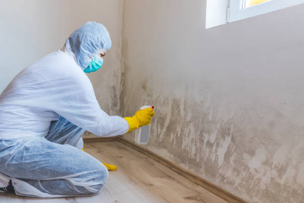 Licensed Crawl Space Mold Removal service in Mitchells, VA - WQB Mold Removal