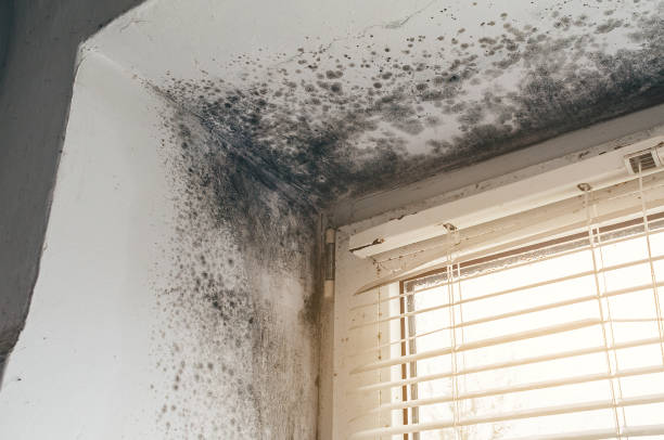 Affordable Crawl Space Mold Removal solutions in Mitchells, VA